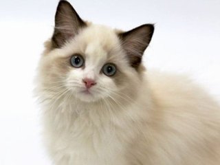 imtoken苹果下载不了