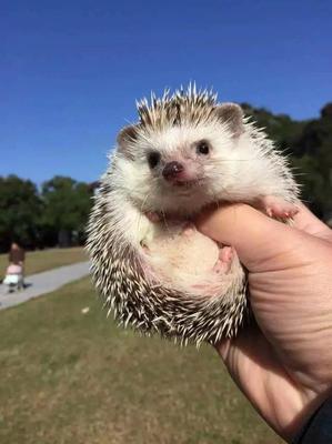 Ethereum钱包苹果版